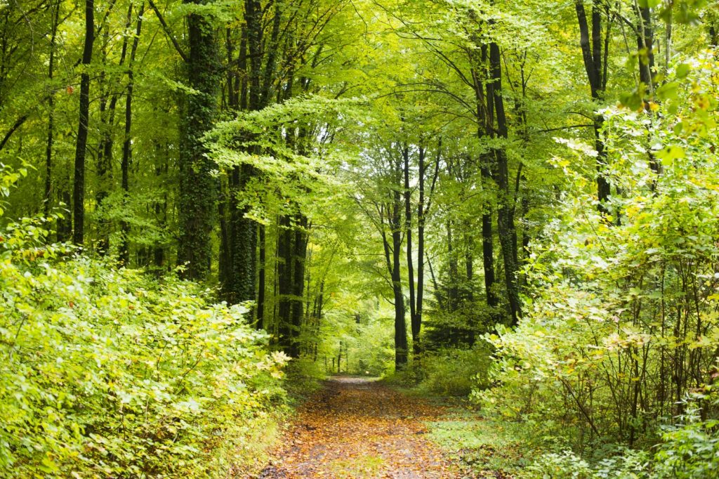 Promenons-nous dans les bois, en Argonne, destination nature