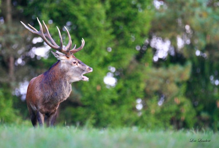 Brame du cerf en forêt d'Argonne Meuse