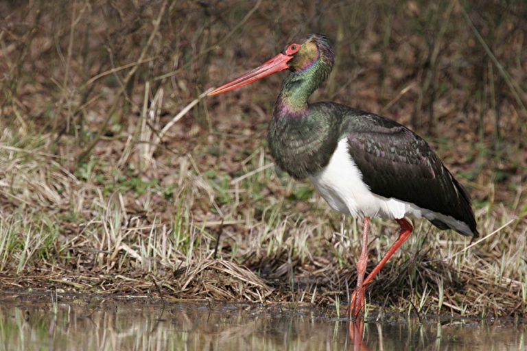 Cigogne noire
