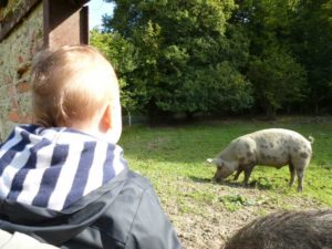 Prenez plaisir à découvrir les cochons de la ferme de la hardonnerie à Vauquois Argonne Meuse