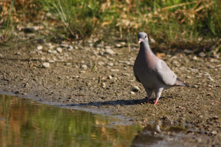 Pigeon Colombin