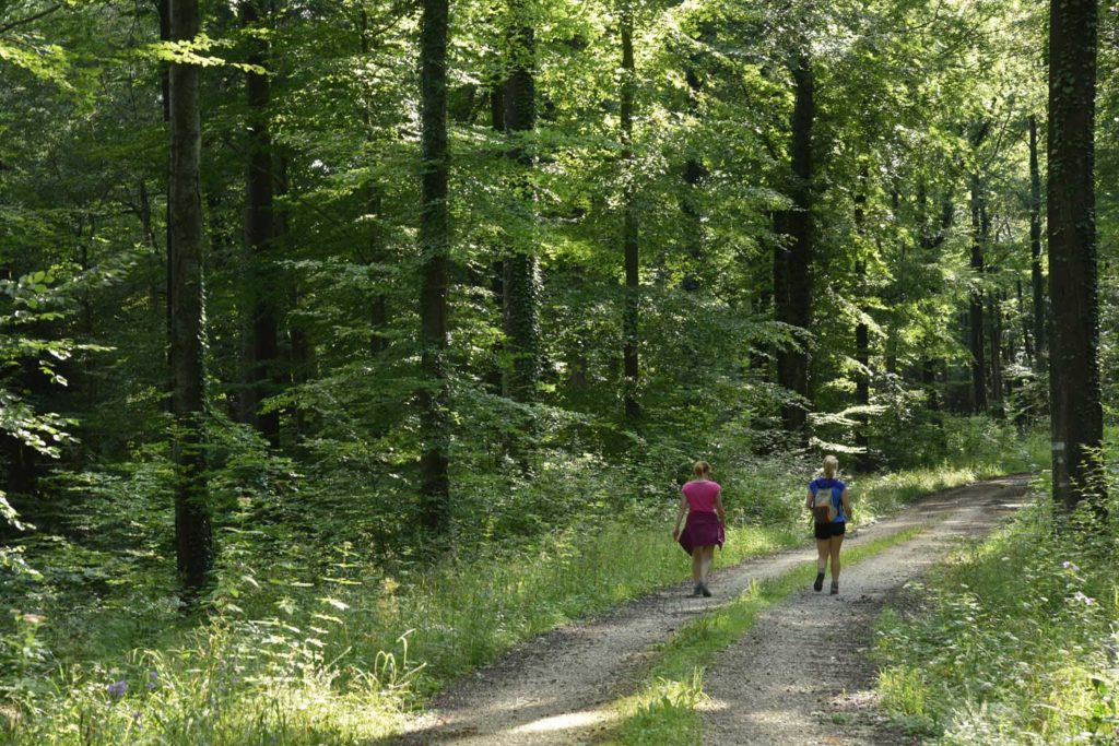 Randonnée pédestre en forêt d'Argonne Meuse, destination nature