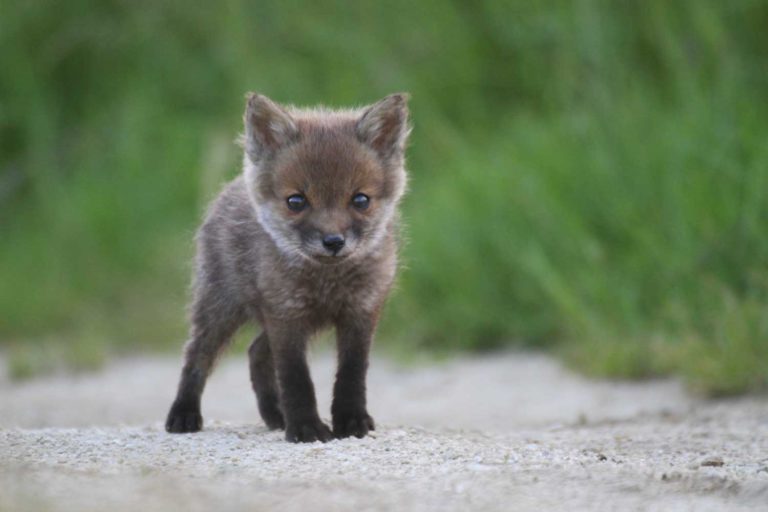 Jeune renard en Argonne