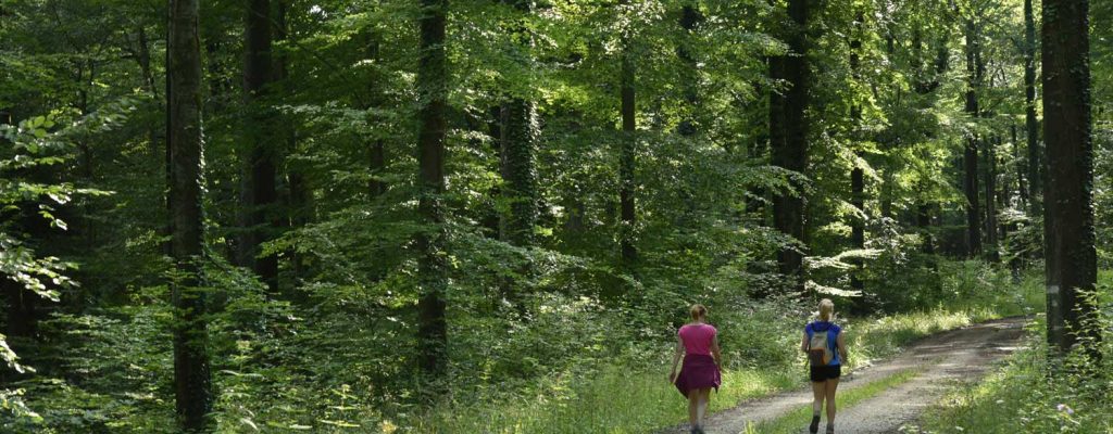 Randonnée pédestre en forêt d'Argonne Meuse, destination nature